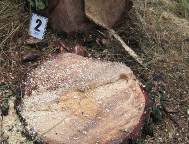 На Волині поліцейські викрили викрадачів лісу