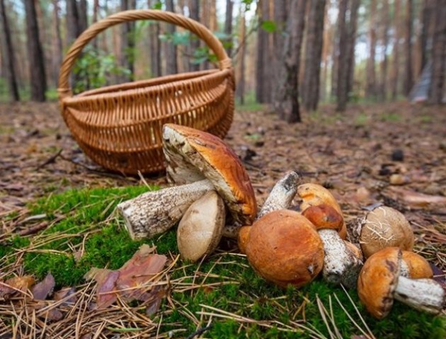 На Волині в лісі заблукали грибники