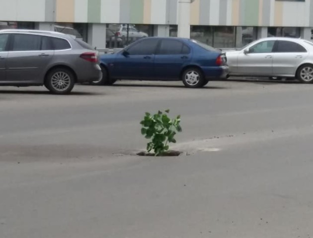 Луцькі поліцейські попереджують про яму в дорозі кущем
