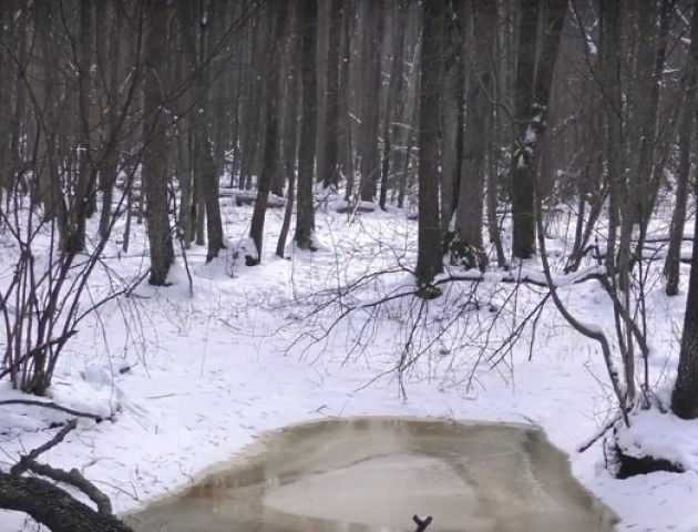 Прес-конференція з нагоди Міжнародного дня лісів. ВІДЕО