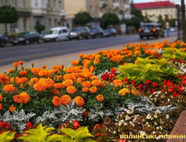Луцьк у квітах. ФОТО