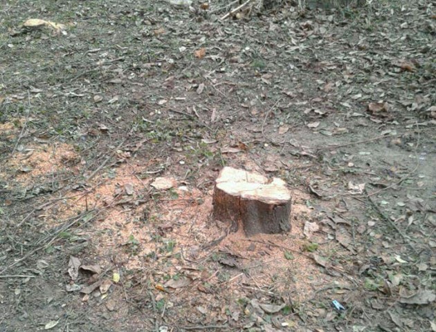У Луцьку люди незаконно зрізали фруктові дерева. ФОТО