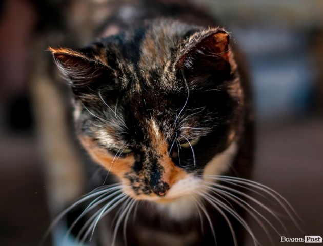 Луцькі коти у своє свято. ФОТО