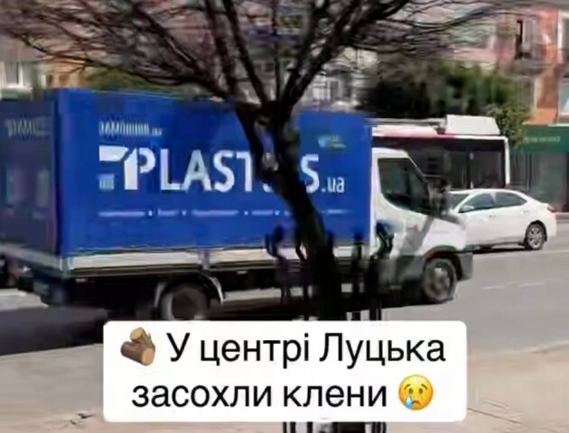 У центрі Луцька засохли вісім кленів