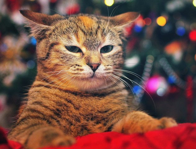 «Коти vs ялинки»: стартувала щорічна всесвітня битва. ВІДЕО. ФОТО