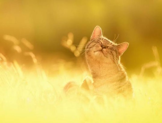 Якою буде погода у Луцьку та області 31 липня