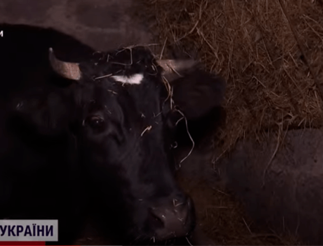 На Волинь з-під обстрілів евакуювали корову Маню