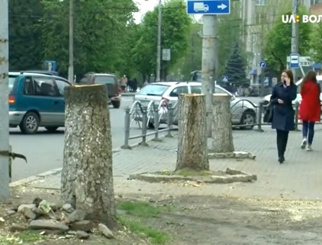 У Луцьку зрізали 5 каштанів, аби зробити заїзд до магазину