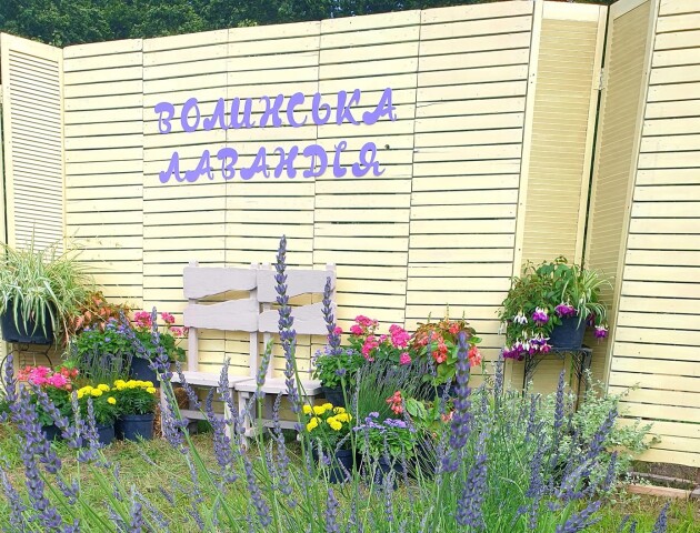 На Волині відкрили найбільше лавандове поле: локація та ціни