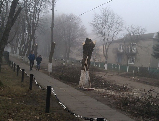 У Старій Вижівці - скандал через зрізані дерева. ФОТО