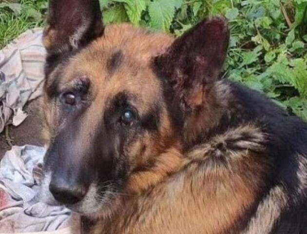 На Волині жінка замордувала німецьку вівчарку. ФОТО 18+