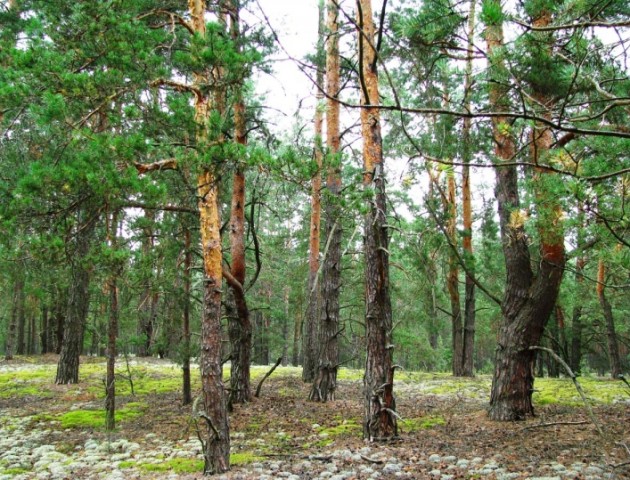 На Волині зменшились масштаби всихання соснових лісів