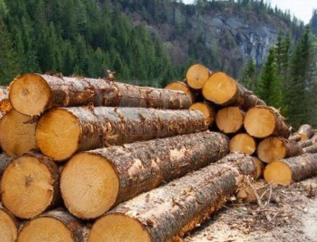 На Волині затримали крадія лісу