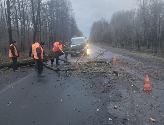 На Волині сильний вітер повалив на дороги зламані дерева та гілля. ФОТО