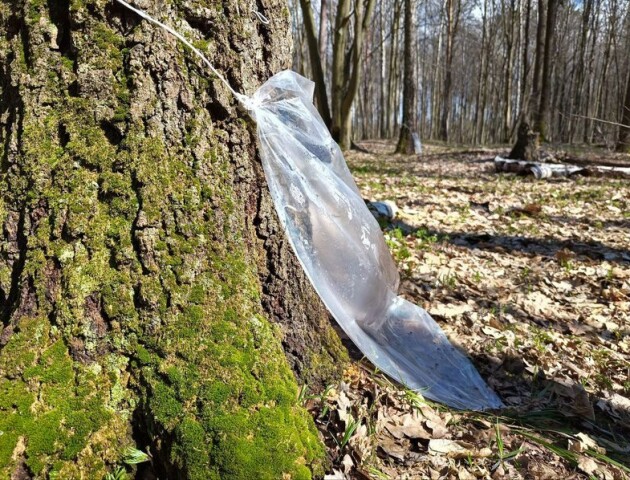 Волинські лісівники проводять заготівлю березового соку