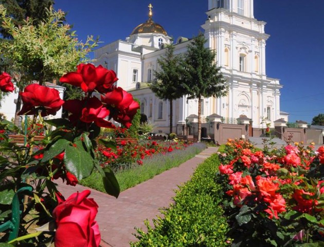 Біля Луцького собору цвітуть троянди. ФОТО