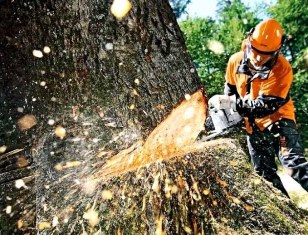 В Україні планують перейти від суцільних до вибіркових та поступових систем рубок лісу