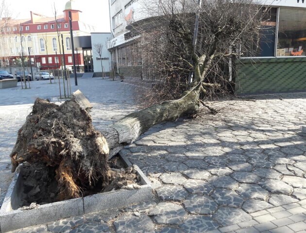 Чи безпечні дерева у центрі Луцька