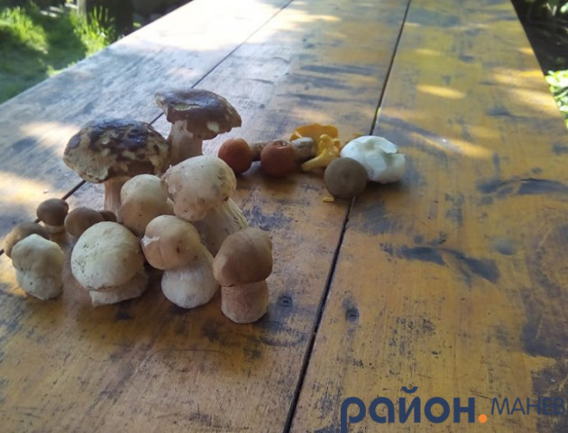 Тихе полювання: волинянка показала «грибні трофеї». ФОТО