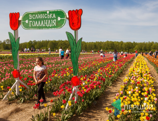 Мільйони тюльпанів, які ростуть за 40 кілометрів від Луцька, терміново зріжуть