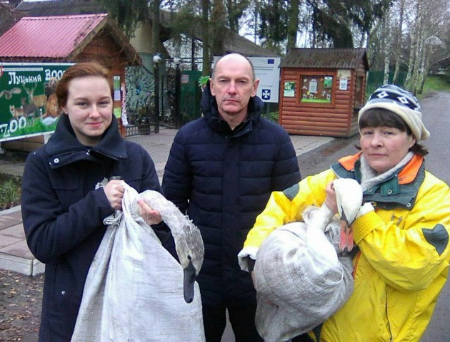 Луцькому зоопарку передали двох врятованих лебедів