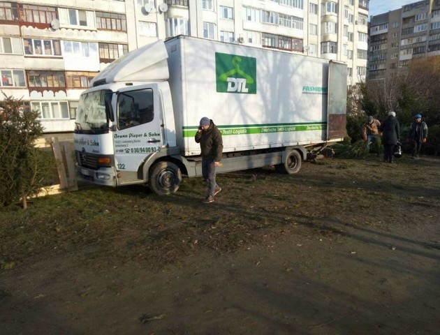 У Луцьку продавці ялинок псують зелені зони. ФОТО