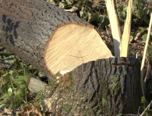 Поліція з’ясовує обставини загибелі 39-річного працівника лісгоспу на Волині