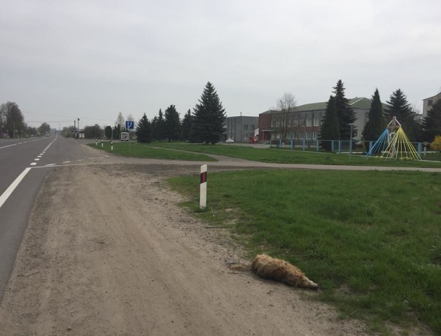 «Якби людину фура збила, напевне так само лежала би 3 місяці», - лучанка про мертвого собаку