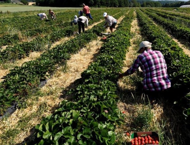 Чому українці масово їдуть на заробітки до Польщі