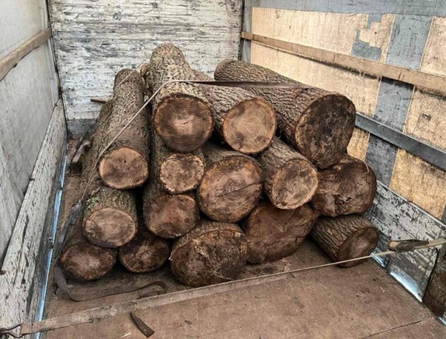 Спіймали волинян, які нарубали дубів на 150 тисяч гривень