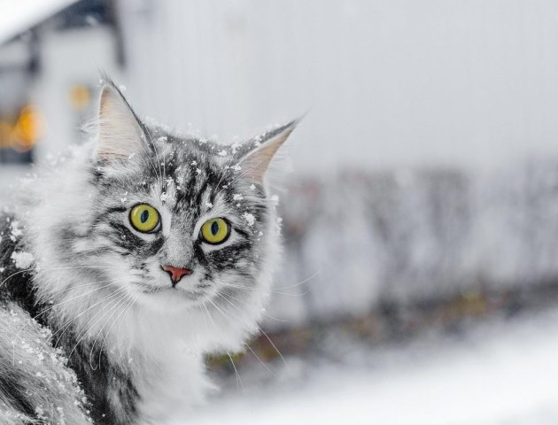Синоптик прогнозує, що лютий буде теплим