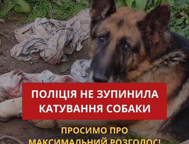 На Волині жінка три дні катувала собаку