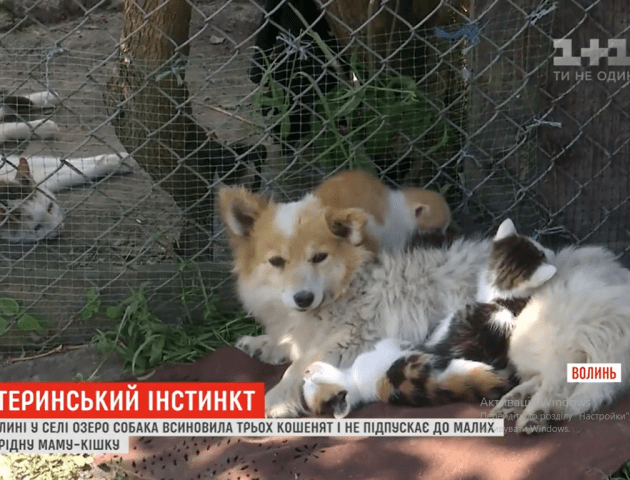 У селі на Волині собака вкрала кошенят і тепер сама їх виховує