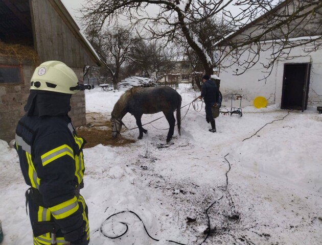 На Волині кінь провалився у вигрібну яму