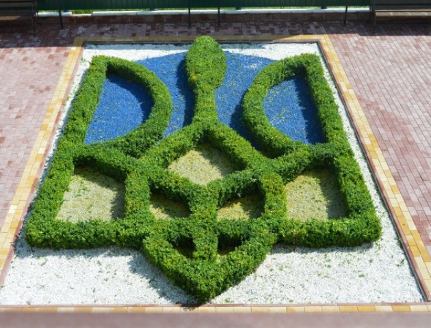 Унікальна фотозона: на Волині виростили самшитовий Тризуб. ФОТО