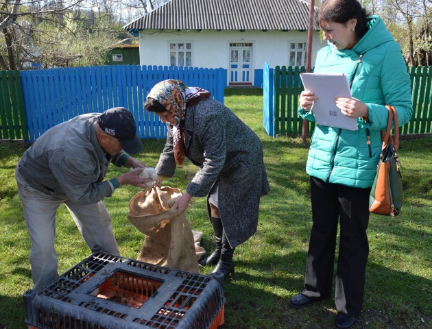Вибори в ОТГ на Волині: електорат підкуплюють... курчатами