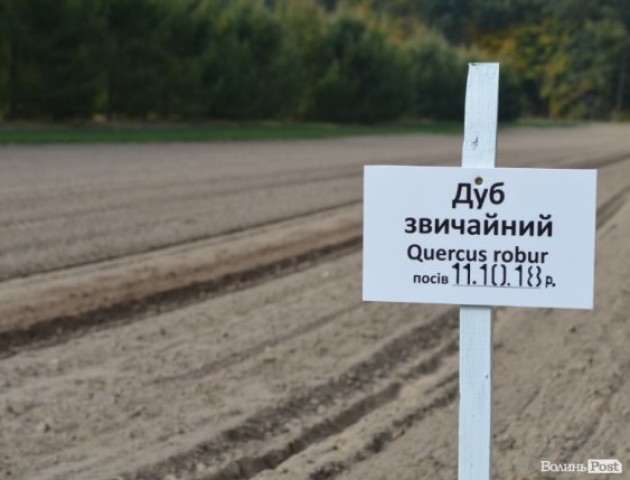 Волинські лісівники засіють дубом 16 гектарів. ФОТО