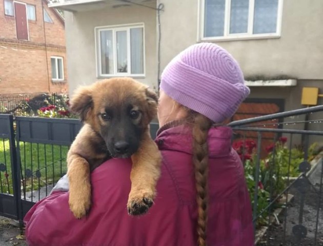 «Домашній улюбленець на місяць»: у Луцьку роздають бездомних тварин