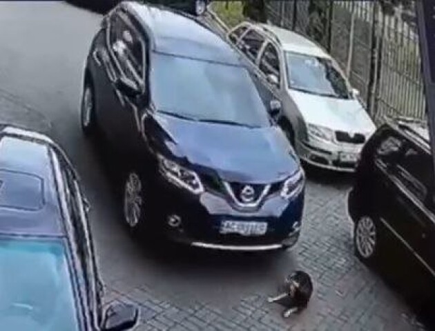 Поліція взялася за водійку, яка переїхала собаку в Луцьку