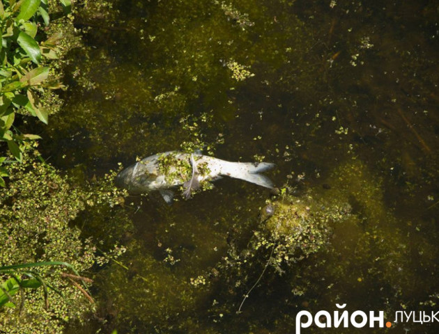 У каналах луцького парку здохла риба