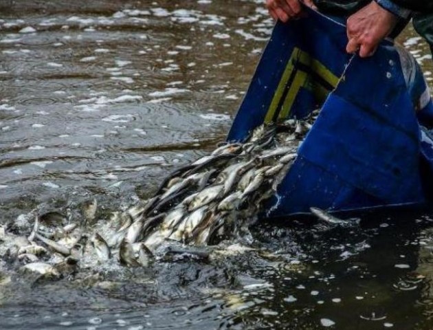 У  волинські озера випустили понад п'ять тонн риби