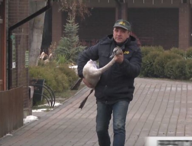 Як почувається лебідь, якого нещодавно врятували надзвичайники. ВІДЕО