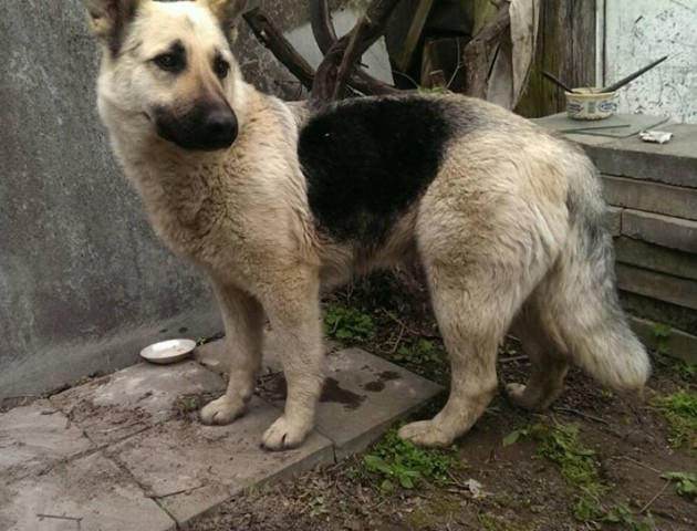 Біля Луцька у лісі невідомі прив'язали до дерева вагітну вівчарку. ФОТО