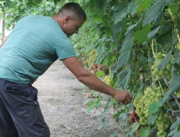 Грона небувалих розмірів: у волинянина в господарстві – майже 60 сортів винограду. ФОТО