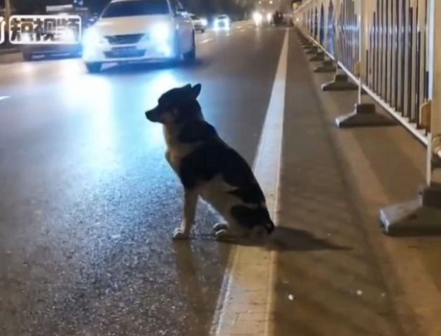 У Китаї собака три місяці чекає на загиблу хазяйку. ВІДЕО