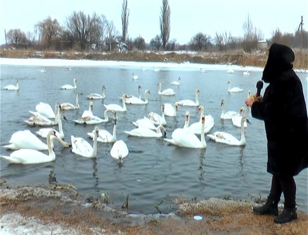 Лебеді облюбували водойму у селі Крупа. ВІДЕО