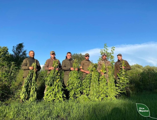 На Волині лісівники та військові заготовляють корми для диких тварин