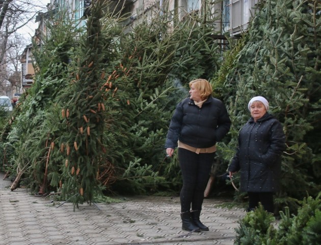 Де у Луцьку хочуть торгувати соснами та ялинками на свята