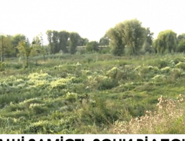 На луцькому пляжі хащі замість зони відпочинку. ВІДЕО