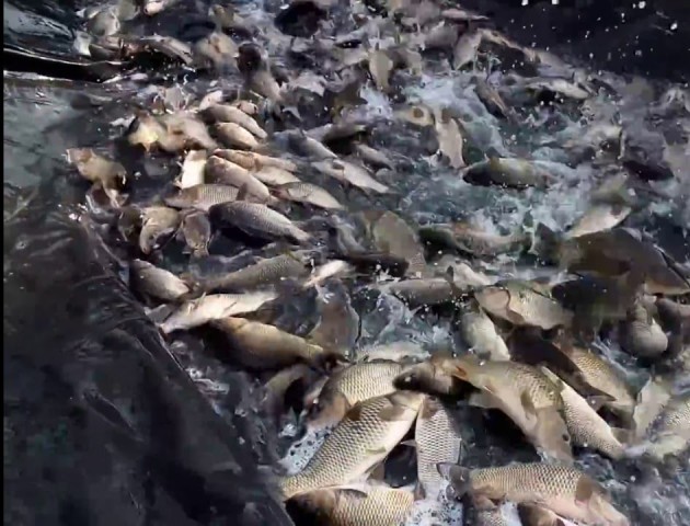 На Волині у водосховище випустили понад 1200 кілограмів риби